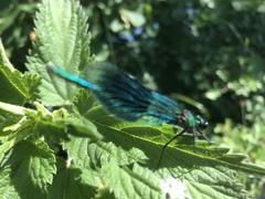 Calopteryx splendens