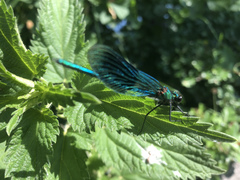 Calopteryx splendens