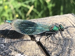 Calopteryx splendens