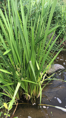Sparganium erectum