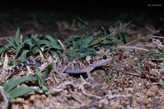 Hemidactylus whitakeri