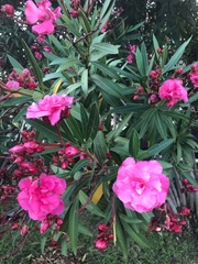 Nerium oleander