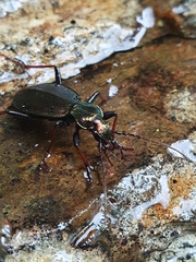 Carabus depressus