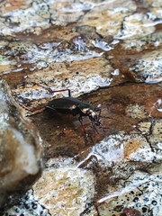 Carabus depressus