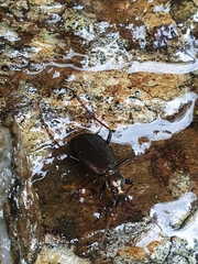 Carabus depressus