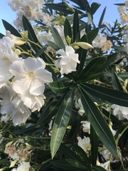 Nerium oleander