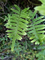 Polypodiodes amoena