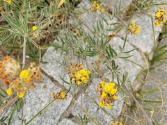 Anthyllis vulneraria