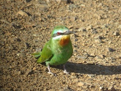 Merops persicus persicus