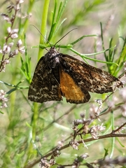 Athroolopha pennigeraria