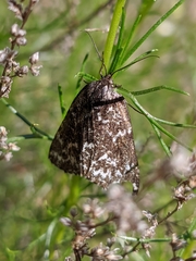 Athroolopha pennigeraria
