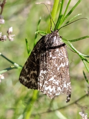 Athroolopha pennigeraria