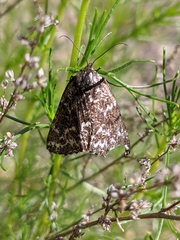 Athroolopha pennigeraria