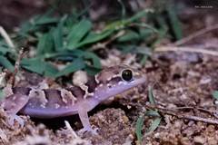 Hemidactylus whitakeri