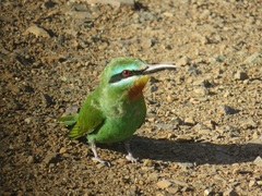 Merops persicus persicus