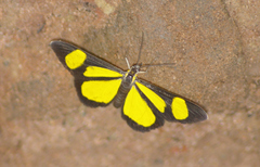 Cyllopoda bipuncta