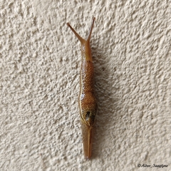 Girasia crocea