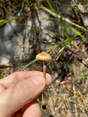 Inocybe lacera
