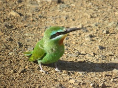 Merops persicus persicus