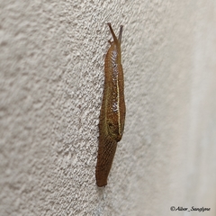Girasia crocea