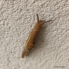 Girasia crocea