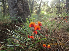 Daviesia triflora
