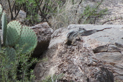 Ammospermophilus interpres