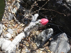 Peniocereus viperinus
