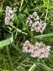 Valeriana officinalis sambucifolia