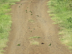 Merops persicus persicus