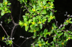 Pimelea hewardiana