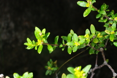 Pimelea hewardiana