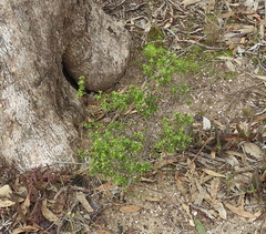 Pimelea hewardiana