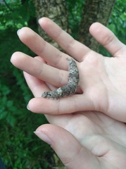 Catocala fraxini