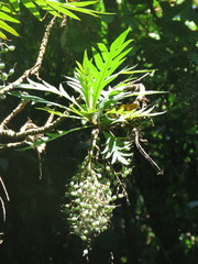 Bocconia arborea