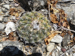 Coryphantha pallida