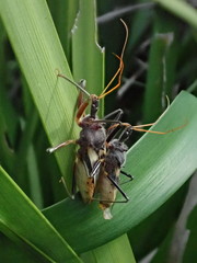 Pristhesancus plagipennis