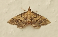 Metasia ophialis