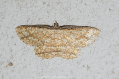 Synegia eumeleata