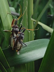 Pristhesancus plagipennis