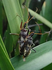 Pristhesancus plagipennis