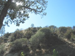 Adenostoma fasciculatum