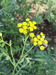 Tanacetum vulgare