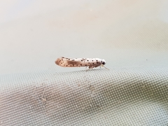 Yponomeuta irrorellus