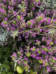 Indigofera sulcata