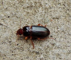 Harpalus smaragdinus