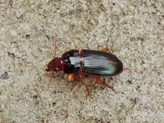 Harpalus smaragdinus