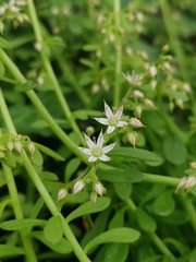 Sedum cepaea