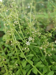 Sedum cepaea