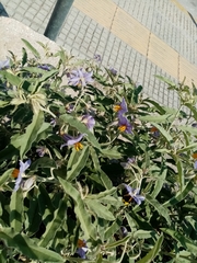 Solanum elaeagnifolium